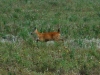 475 MarshDeerOnTheMove.jpg